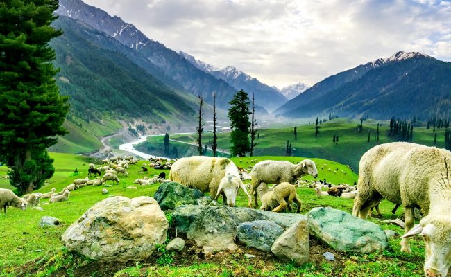 Sheep,In,The,Green,Hills,Of,The,Mountains,kashmir