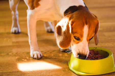 IGA Dog Food, A Nutritious and Delicious Choice